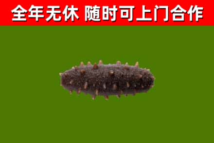 八宿县回收海参干